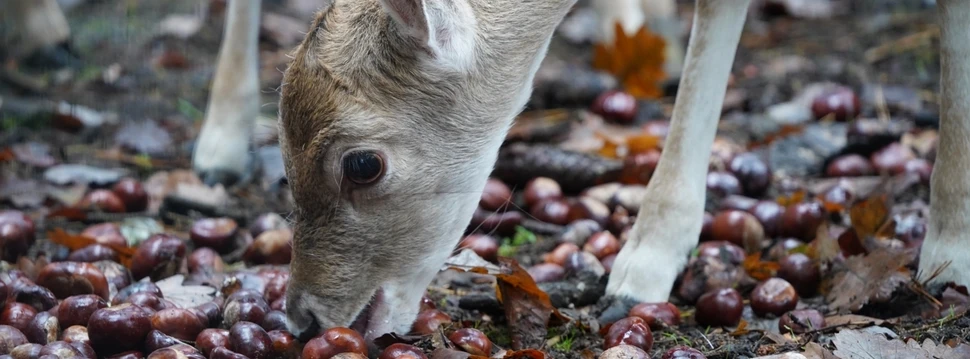 Damwild freut sich über Kastanien, © Wildpark Schwarze Berge