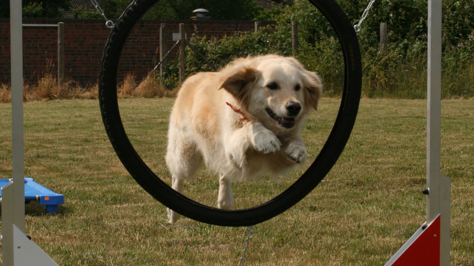Hund springt durch einen Reifen auf einem Hundeplatz