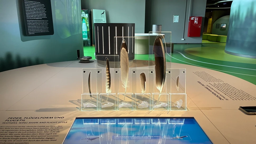 Ausstellung mit verschiedenen Vogelfedern
