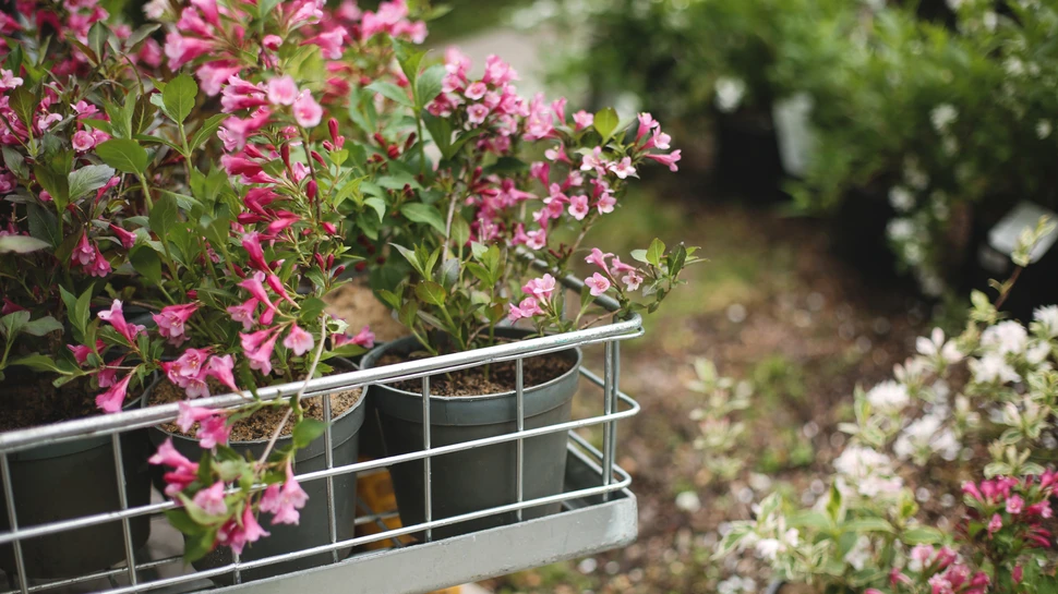 Pinke Blumen auf einem Balkon mit einem kleinen Garten im Hintergrund