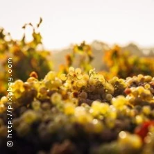 Weinseminar Grundlagen 1 - Einsteiger Weinseminar Grundlagen 1 - Einsteiger