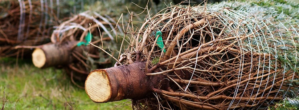 abgesägte Weihnachtsbäume im Netz