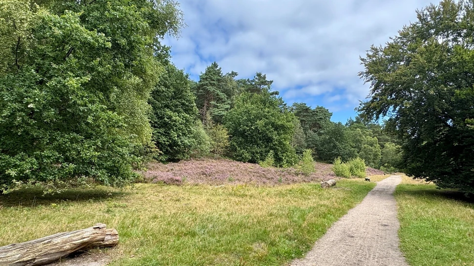 Wanderweg eingerahmt von Bäumen und Heide.