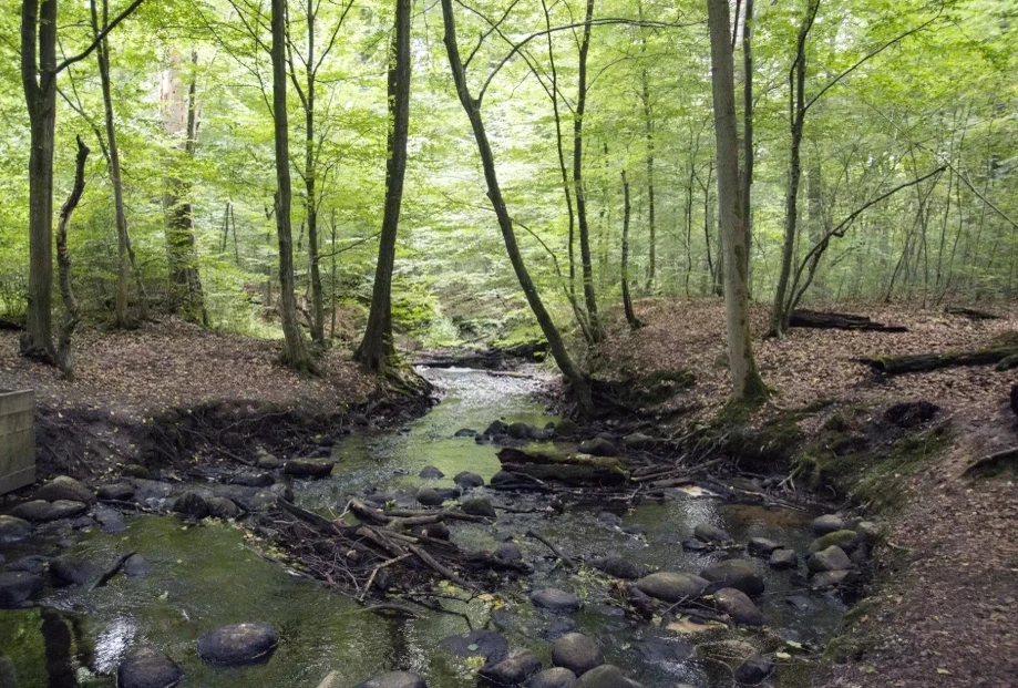 Wald Wald