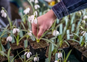 Jemand pflückt Schneeglöckchen auf einer Wiese