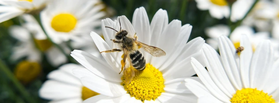 Biene auf einer Blume, © ProsaClouds / pixabay.com