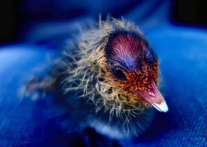 Blässhuhnküken, © Hamburger Tierschutzverein von 1841 e. V.