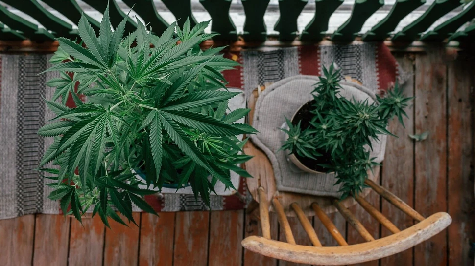 Cannabis-Pflanze in einem Topf auf einem Balkon in der Stadt, geschützt vor Einblick.