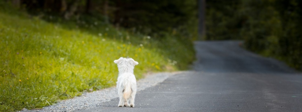 Ausgesetzter Hund, © pixabay.com / Pezibear