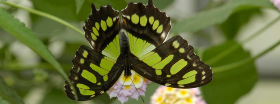 Schmetterling auf einer Blume, © hamburg-magazin.de