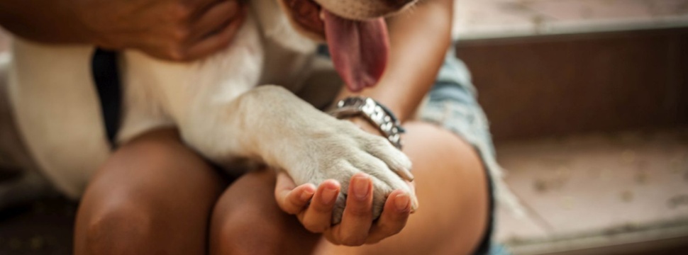 Hundepfote und Menschenhand, © iSTock/EllenaZ