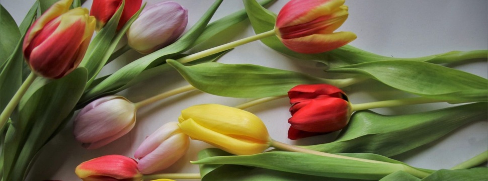 Tulpen, © pixabay.com/pasja1000