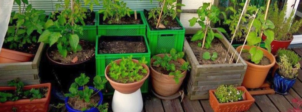 Gemüse anbauen auf dem Balkon, © meine ernte