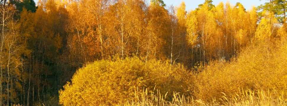 Goldenes Herbstlicht: Die Natur leuchtet prunkvoll, © WetterOnline